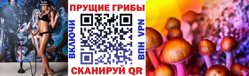 Псилоцибиновые грибы Psilocybe  цены   Болохово 